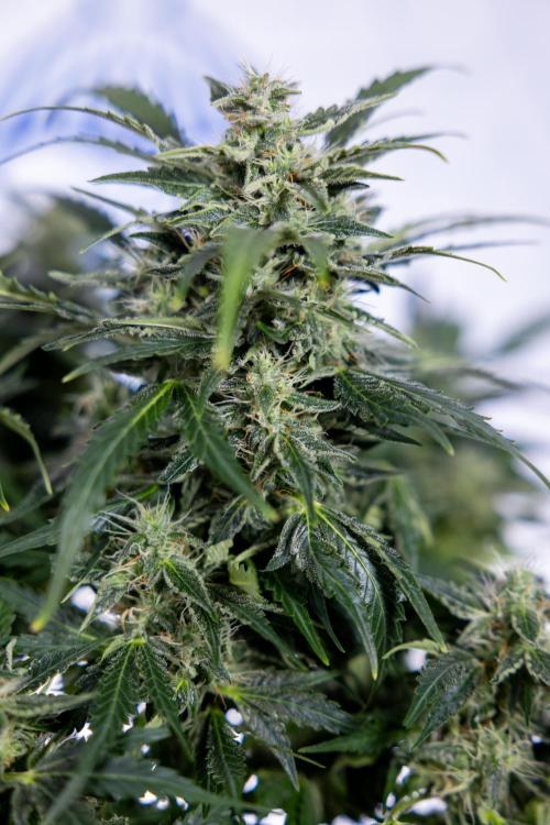 Critical Cheese Auto #1 - Zamnesia x B&B. Week 7