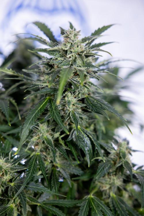 Critical Cheese Auto #1 - Zamnesia x B&B. Week 7