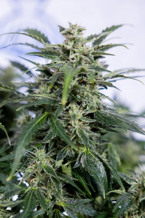 Critical Cheese Auto #1 - Zamnesia x B&B. Week 7