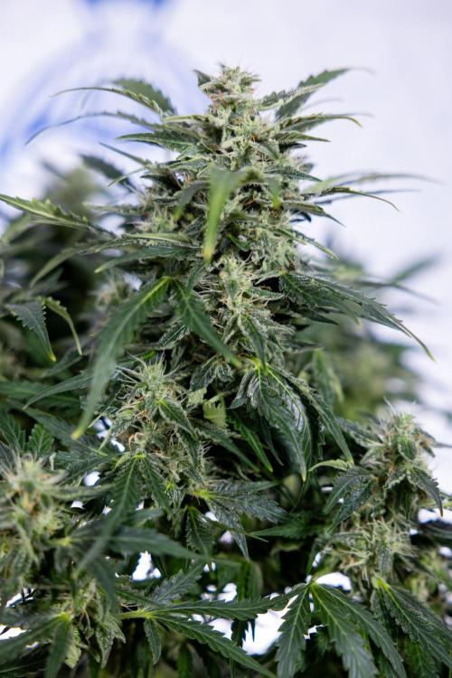 Critical Cheese Auto #1 - Zamnesia x B&B. Week 7