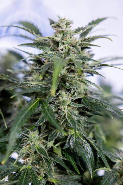 Critical Cheese Auto #1 - Zamnesia x B&B. Week 7