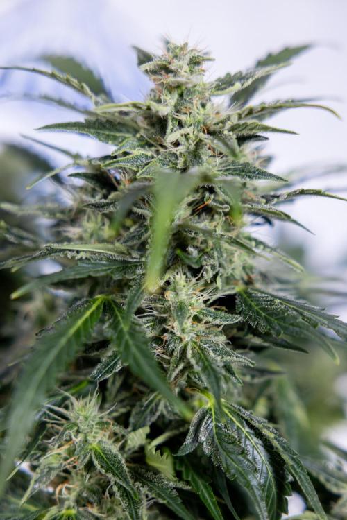 Critical Cheese Auto #1 - Zamnesia x B&B. Week 7