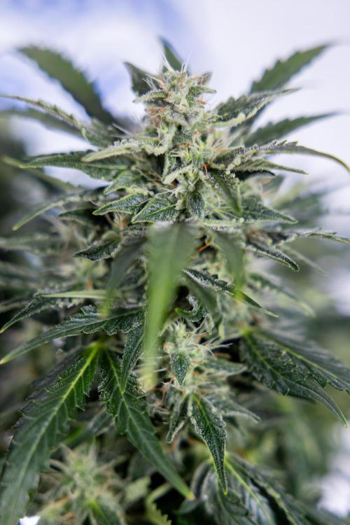 Critical Cheese Auto #1 - Zamnesia x B&B. Week 7