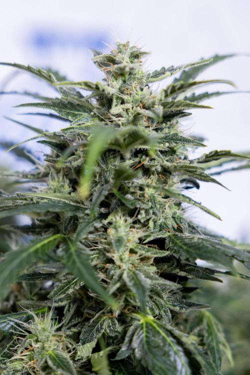 Critical Cheese Auto #1 - Zamnesia x B&B. Week 7