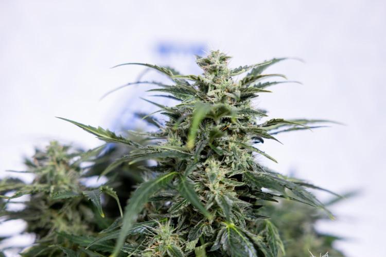 Critical Cheese Auto #1 - Zamnesia x B&B. Week 7