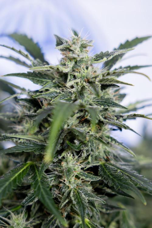 Critical Cheese Auto #1 - Zamnesia x B&B. Week 7