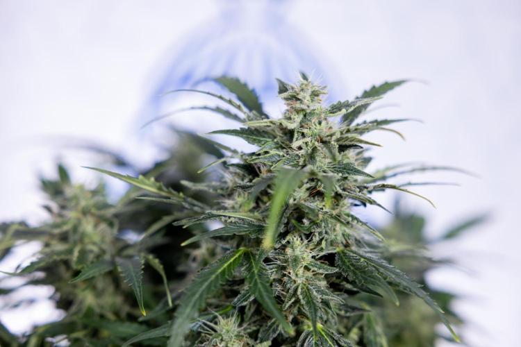 Critical Cheese Auto #1 - Zamnesia x B&B. Week 7