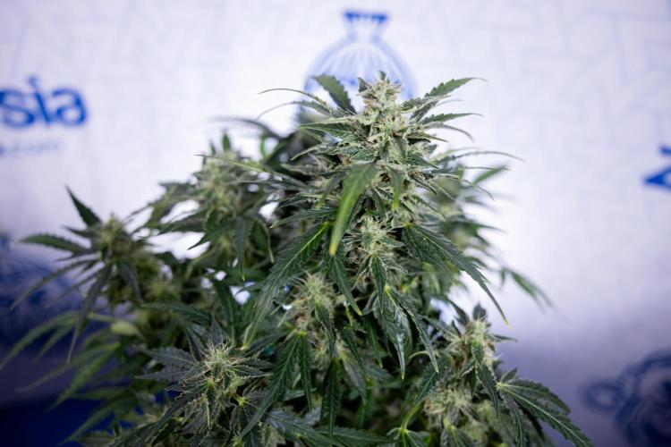 Critical Cheese Auto #1 - Zamnesia x B&B. Week 7