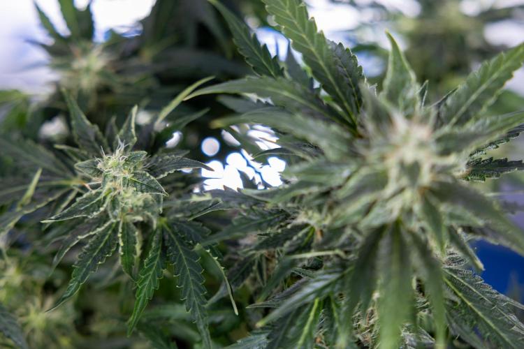 Critical Cheese Auto #1 - Zamnesia x B&B. Week 7