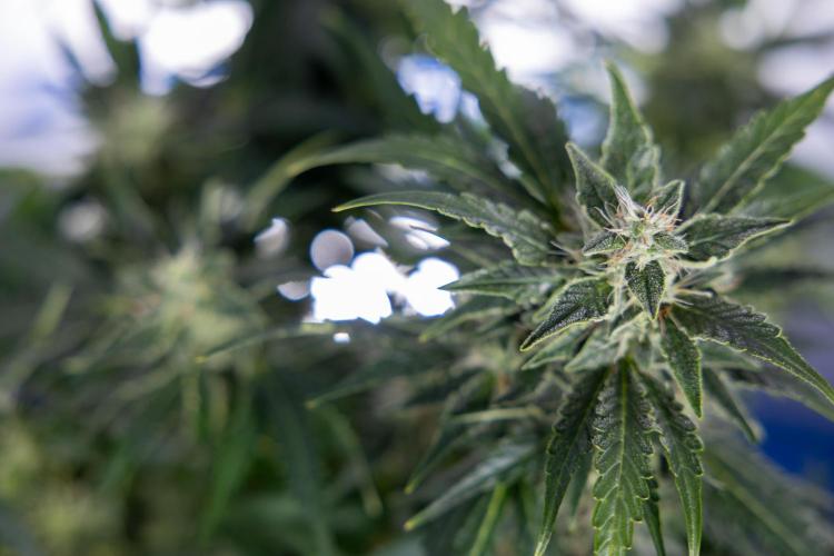 Critical Cheese Auto #1 - Zamnesia x B&B. Week 7