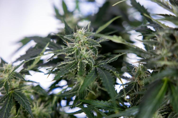 Critical Cheese Auto #1 - Zamnesia x B&B. Week 7