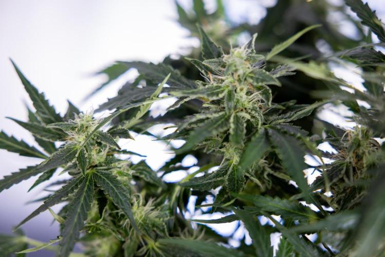 Critical Cheese Auto #1 - Zamnesia x B&B. Week 7