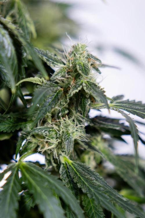 Critical Cheese Auto #1 - Zamnesia x B&B. Week 7