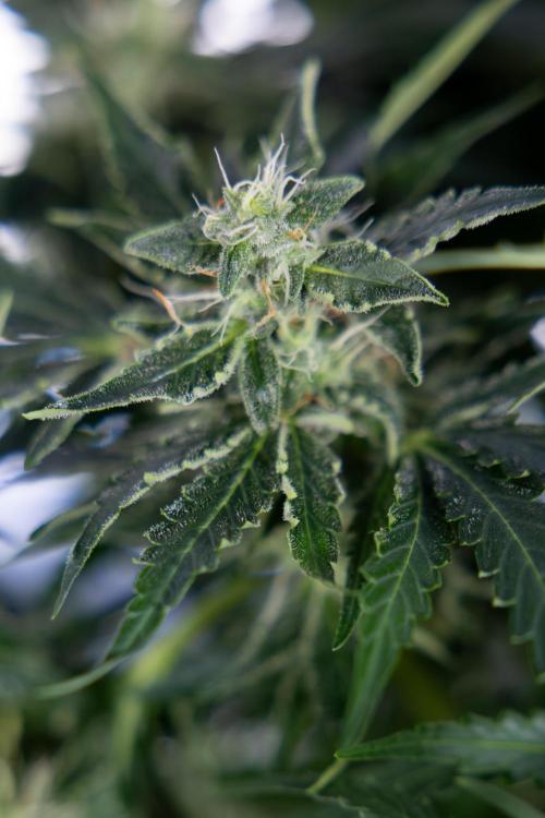 Critical Cheese Auto #1 - Zamnesia x B&B. Week 7