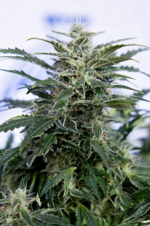 Critical Cheese Auto #1 - Zamnesia x B&B. Week 7