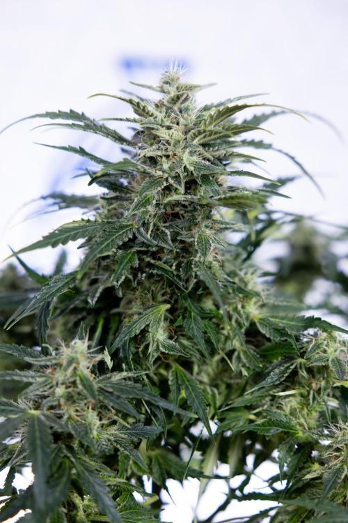 Critical Cheese Auto #1 - Zamnesia x B&B. Week 7