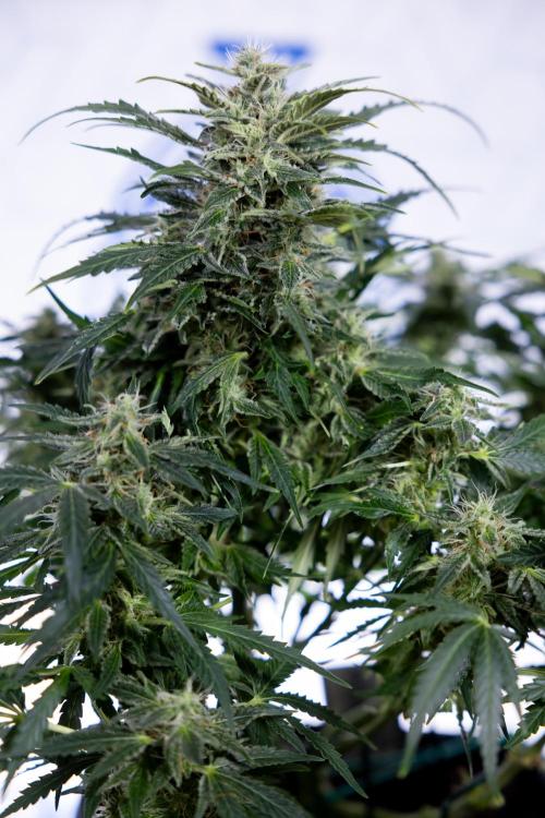 Critical Cheese Auto #1 - Zamnesia x B&B. Week 7