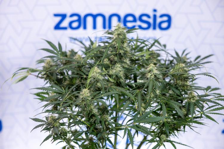 Critical Cheese Auto #2 - Zamnesia x B&B. Week 7 - Critical Cheese Automatic #2