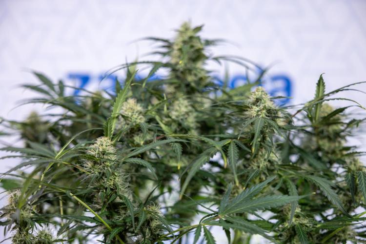 Critical Cheese Auto #2 - Zamnesia x B&B. Week 7 - Critical Cheese Automatic #2