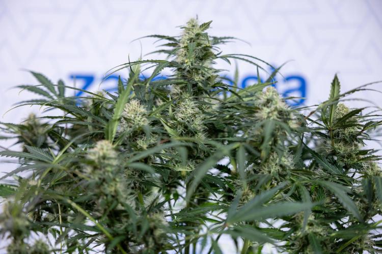 Critical Cheese Auto #2 - Zamnesia x B&B. Week 7 - Critical Cheese Automatic #2