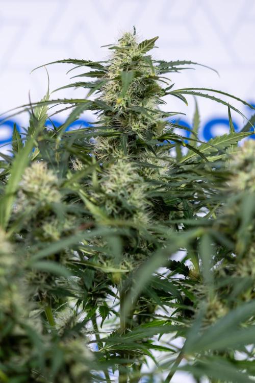 Critical Cheese Auto #2 - Zamnesia x B&B. Week 7 - Critical Cheese Automatic #2