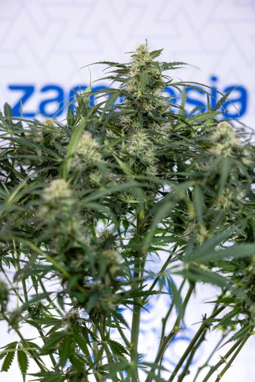 Critical Cheese Auto #2 - Zamnesia x B&B. Week 7 - Critical Cheese Automatic #2