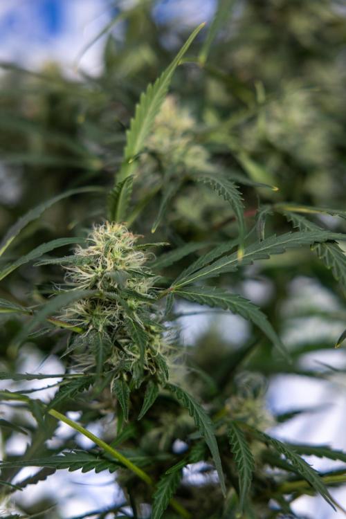 Critical Cheese Auto #2 - Zamnesia x B&B. Week 7 - Critical Cheese Automatic #2