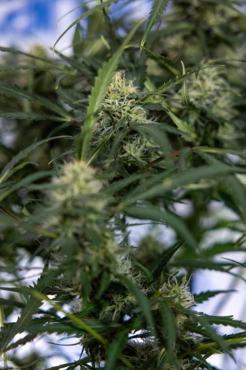 Critical Cheese Auto #2 - Zamnesia x B&B. Week 7 - Critical Cheese Automatic #2