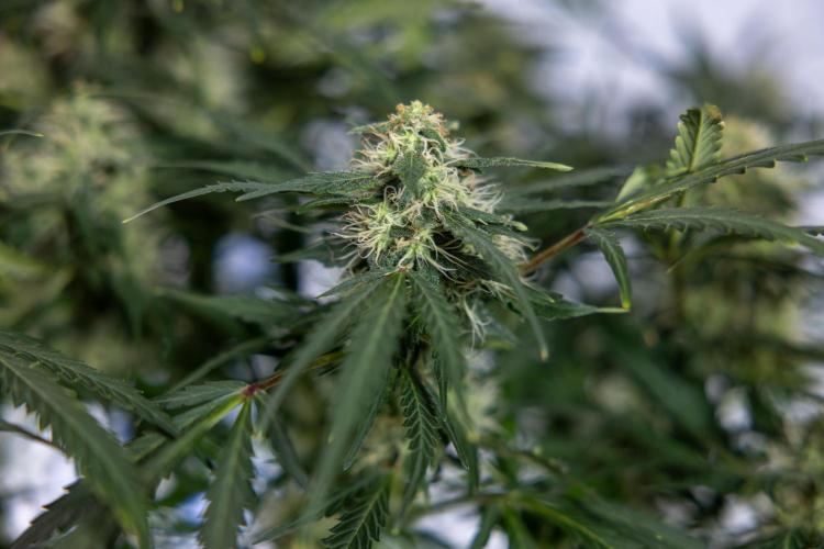 Critical Cheese Auto #2 - Zamnesia x B&B. Week 7 - Critical Cheese Automatic #2