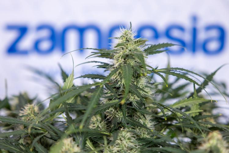 Critical Cheese Auto #2 - Zamnesia x B&B. Week 7 - Critical Cheese Automatic #2