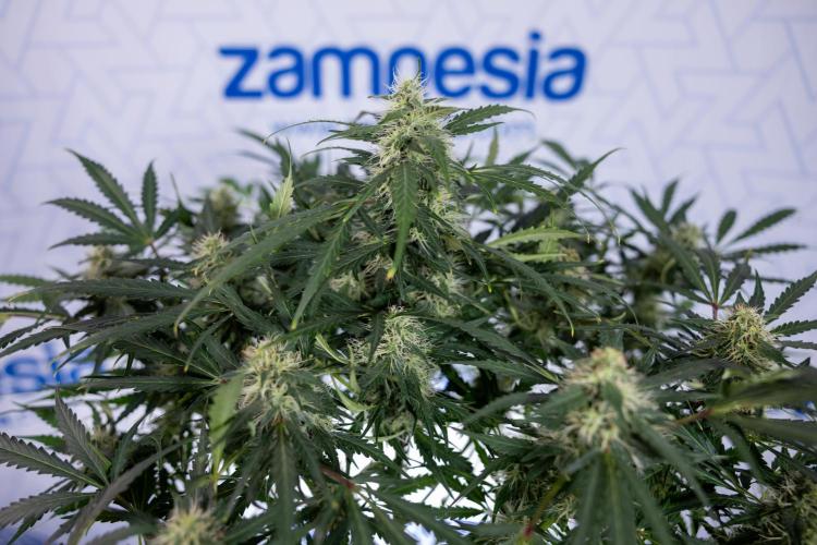 Critical Cheese Auto #2 - Zamnesia x B&B. Week 7 - Critical Cheese Automatic #2