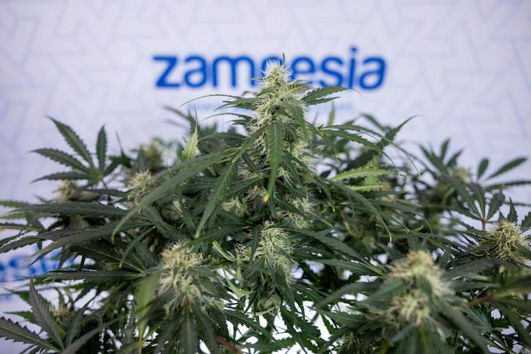 Critical Cheese Auto #2 - Zamnesia x B&B. Week 7 - Critical Cheese Automatic #2