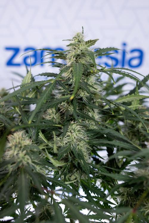 Critical Cheese Auto #2 - Zamnesia x B&B. Week 7 - Critical Cheese Automatic #2