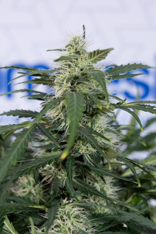 Critical Cheese Auto #2 - Zamnesia x B&B. Week 7 - Critical Cheese Automatic #2