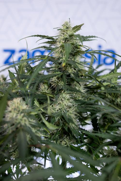 Critical Cheese Auto #2 - Zamnesia x B&B. Week 7 - Critical Cheese Automatic #2