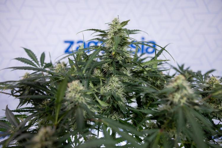 Critical Cheese Auto #2 - Zamnesia x B&B. Week 7 - Critical Cheese Automatic #2