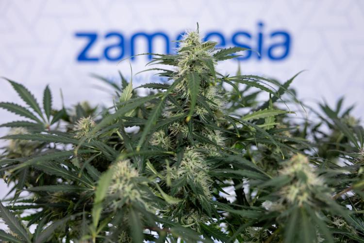 Critical Cheese Auto #2 - Zamnesia x B&B. Week 7 - Critical Cheese Automatic #2