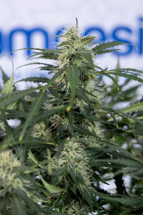 Critical Cheese Auto #2 - Zamnesia x B&B. Week 7 - Critical Cheese Automatic #2