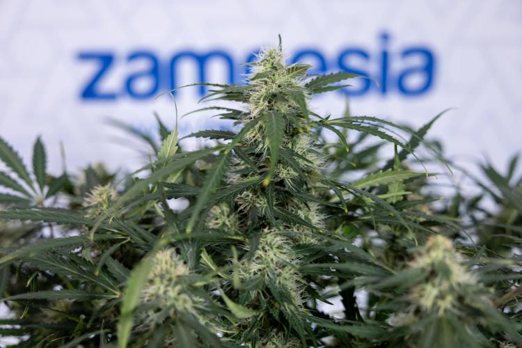 Critical Cheese Auto #2 - Zamnesia x B&B. Week 7 - Critical Cheese Automatic #2