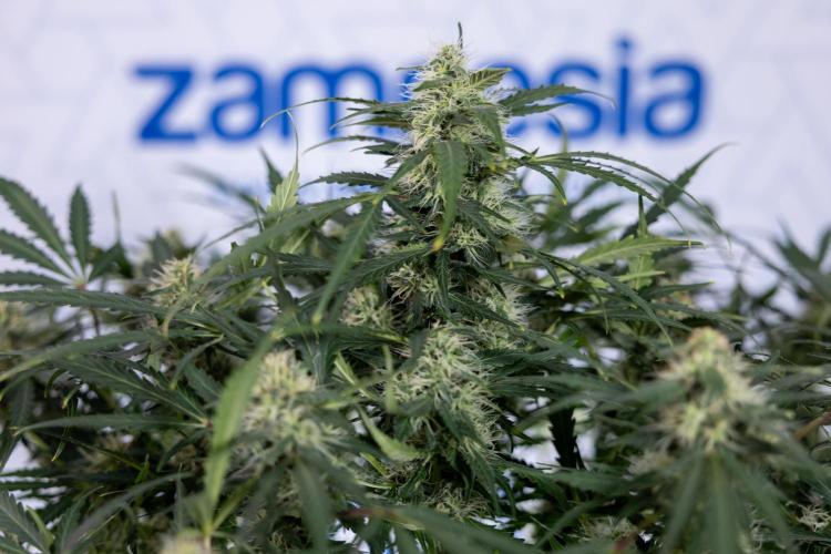 Critical Cheese Auto #2 - Zamnesia x B&B. Week 7 - Critical Cheese Automatic #2