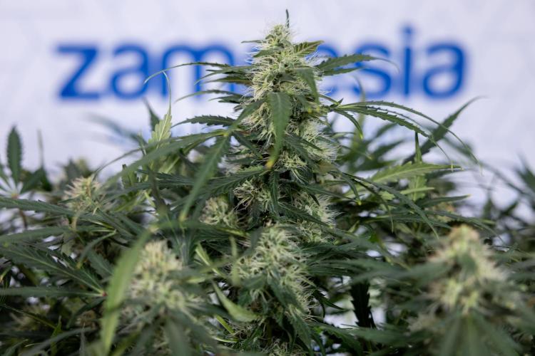 Critical Cheese Auto #2 - Zamnesia x B&B. Week 7 - Critical Cheese Automatic #2