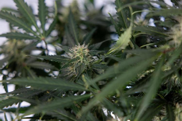 Critical Cheese Auto #2 - Zamnesia x B&B. Week 7 - Critical Cheese Automatic #2