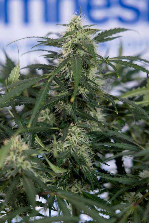 Critical Cheese Auto #2 - Zamnesia x B&B. Week 7 - Critical Cheese Automatic #2