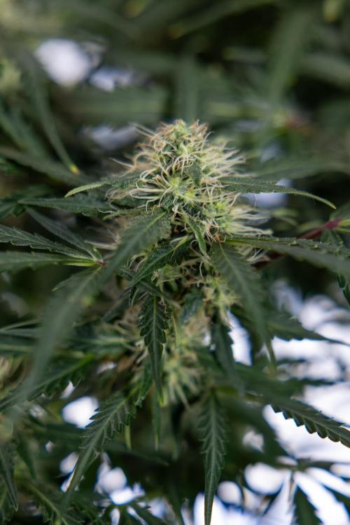 Critical Cheese Auto #2 - Zamnesia x B&B. Week 7 - Critical Cheese Automatic #2