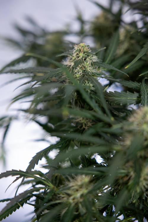 Critical Cheese Auto #2 - Zamnesia x B&B. Week 7 - Critical Cheese Automatic #2