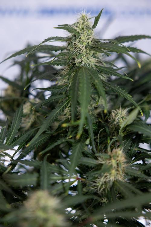 Critical Cheese Auto #2 - Zamnesia x B&B. Week 7 - Critical Cheese Automatic #2