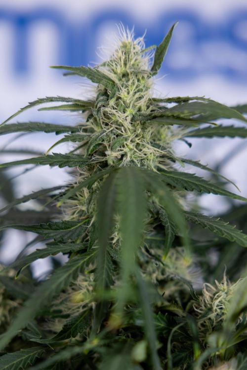 Critical Cheese Auto #2 - Zamnesia x B&B. Week 7 - Critical Cheese Automatic #2