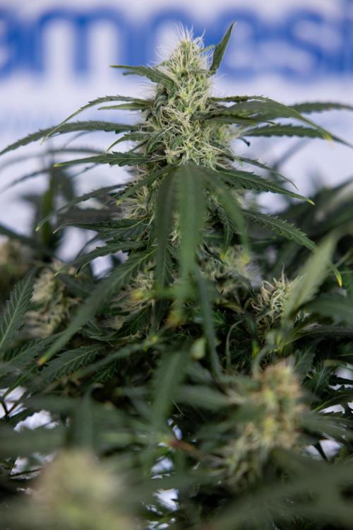 Critical Cheese Auto #2 - Zamnesia x B&B. Week 7 - Critical Cheese Automatic #2