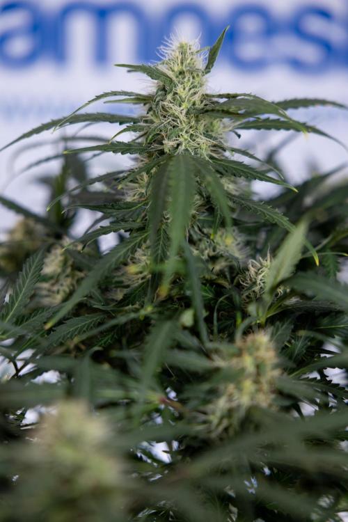 Critical Cheese Auto #2 - Zamnesia x B&B. Week 7 - Critical Cheese Automatic #2