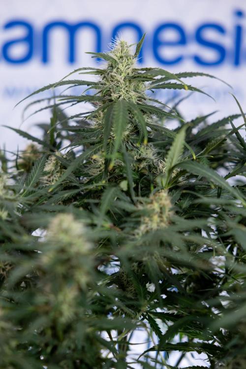 Critical Cheese Auto #2 - Zamnesia x B&B. Week 7 - Critical Cheese Automatic #2